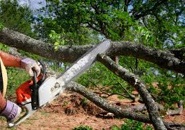 Best Tree and Shrub Care  in Paradise, CA